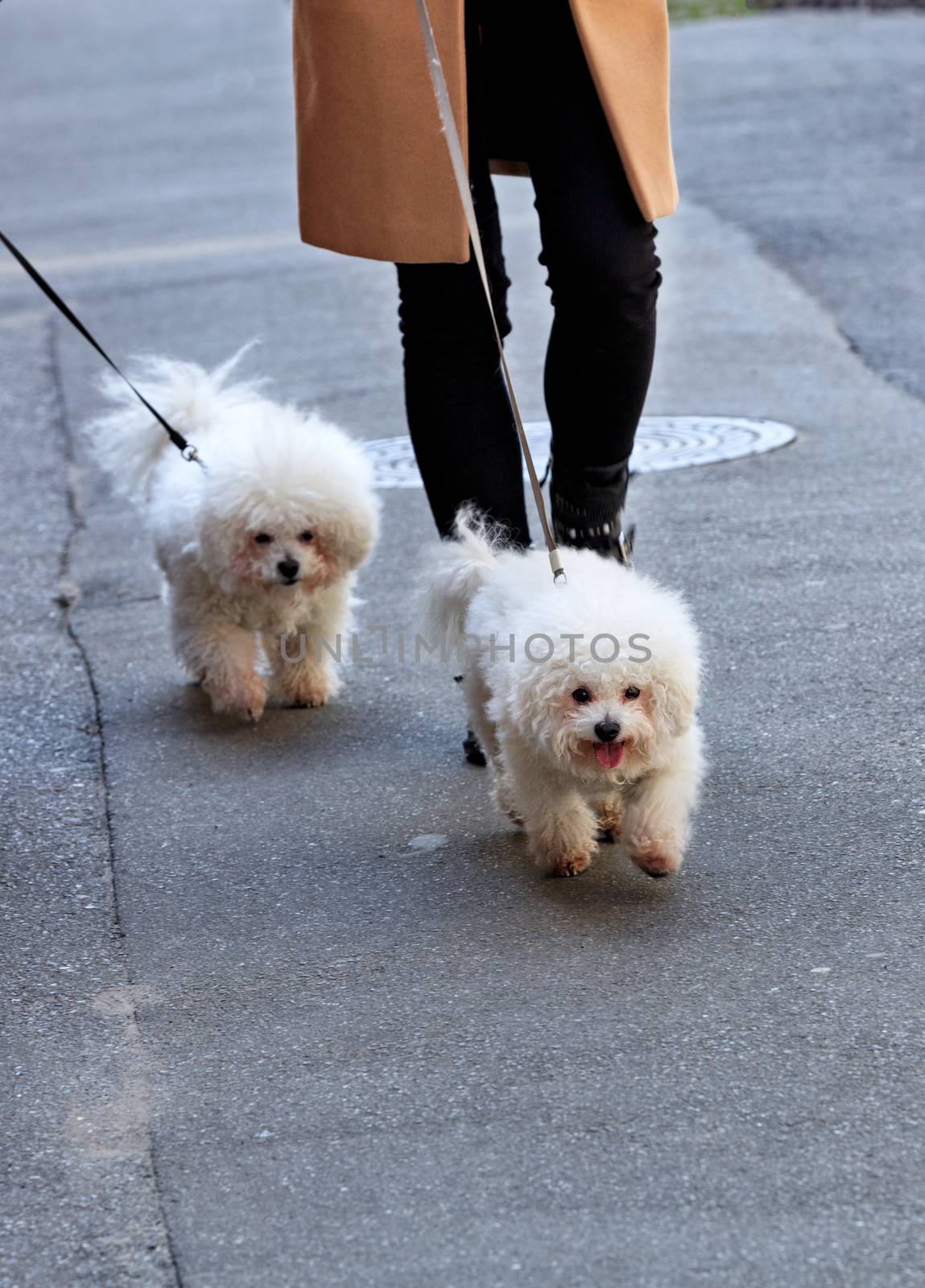 White Bichon Frize dogs walk on a leash, accompanied by their mistress, on the asphalt sidewalk.