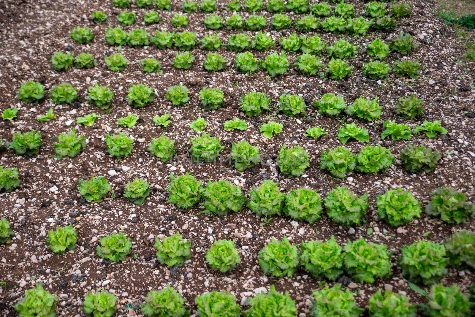 SALAD PLANTATION by carfedeph