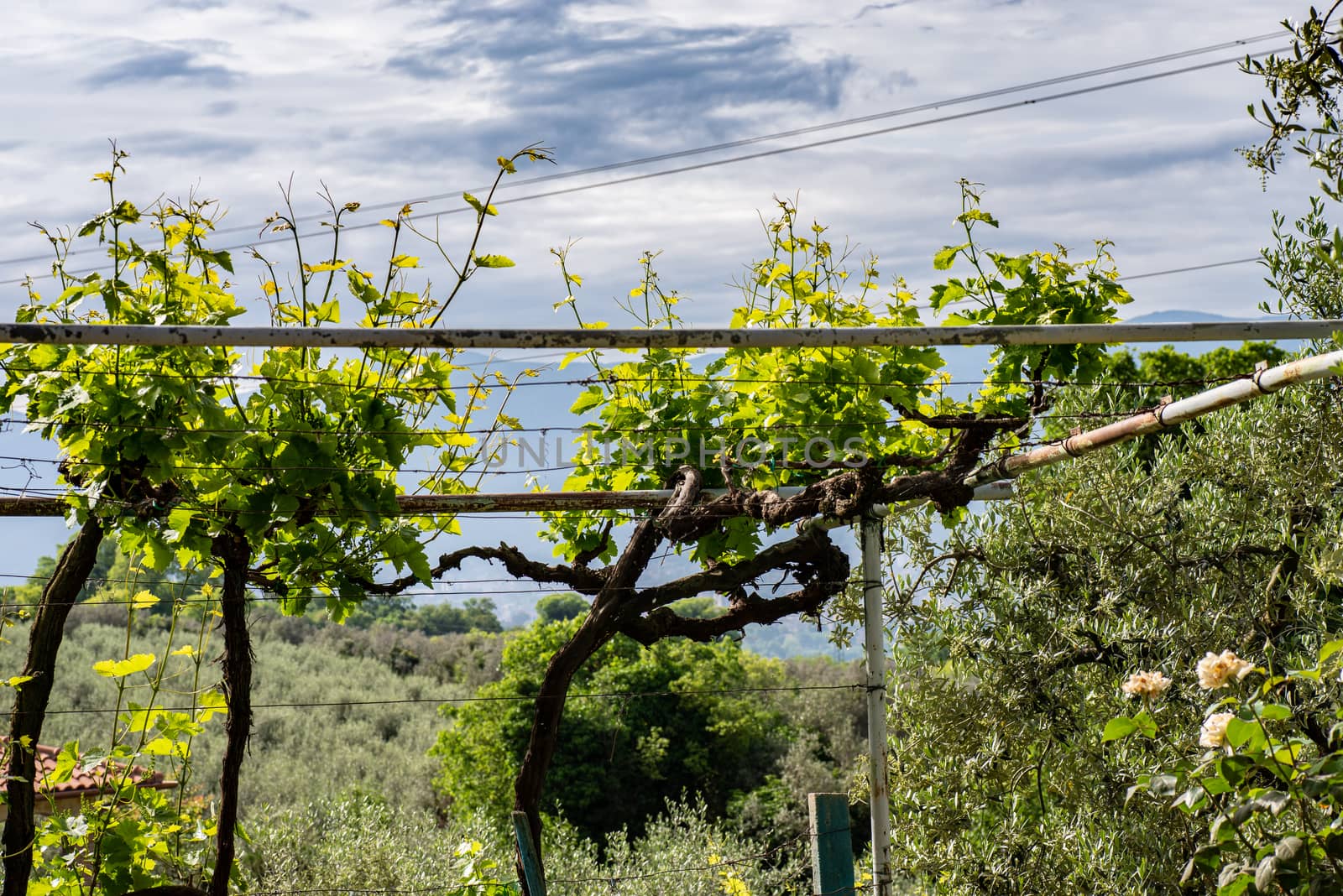 ROWS OF VINES WITH GRAPES ALREADY GROWING