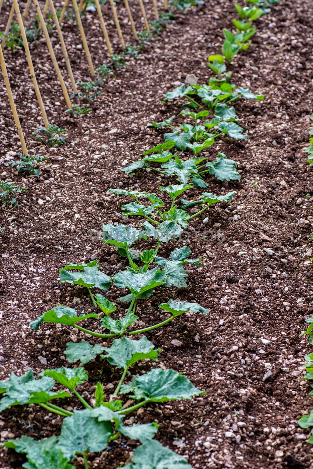 1 ROW OF ZUCCHINI PLANTS