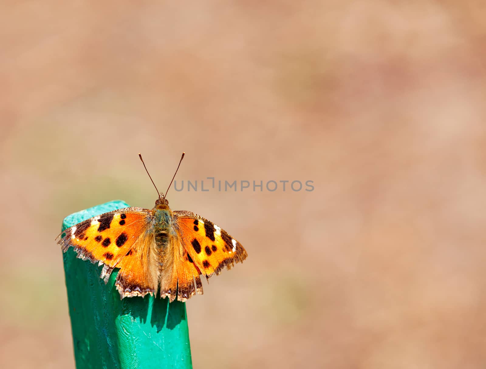 A small Aglais urticae butterfly turtle on a beige background warms itself in the warm rays of the spring sun, sitting on a green stand., image with copy space,