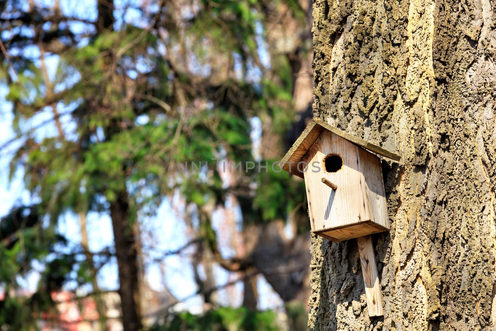 A wooden old birdhouse is attached to the tree by nails in the park against the background of a spring forest and blue sky in blur, close-up view and copy space.