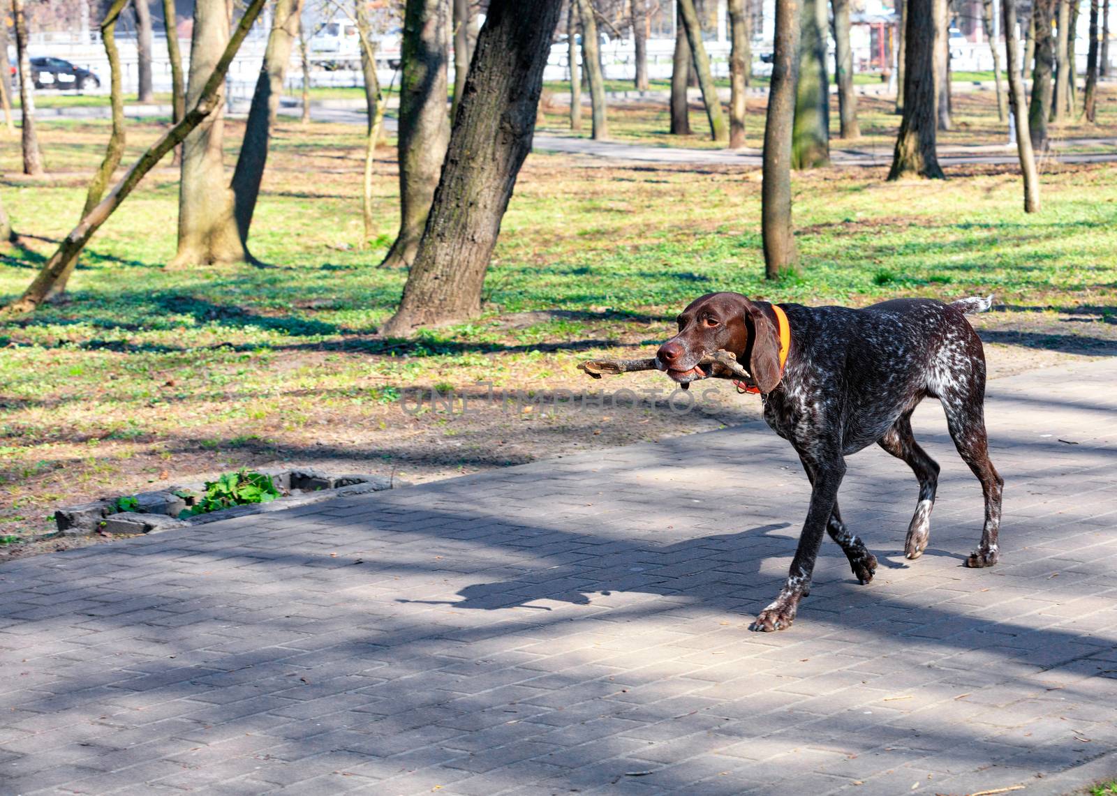 A brown Dalmatian walks along a paved path in a city park on a sunny spring day, carries a wooden branch in his teeth, an image with copy space.