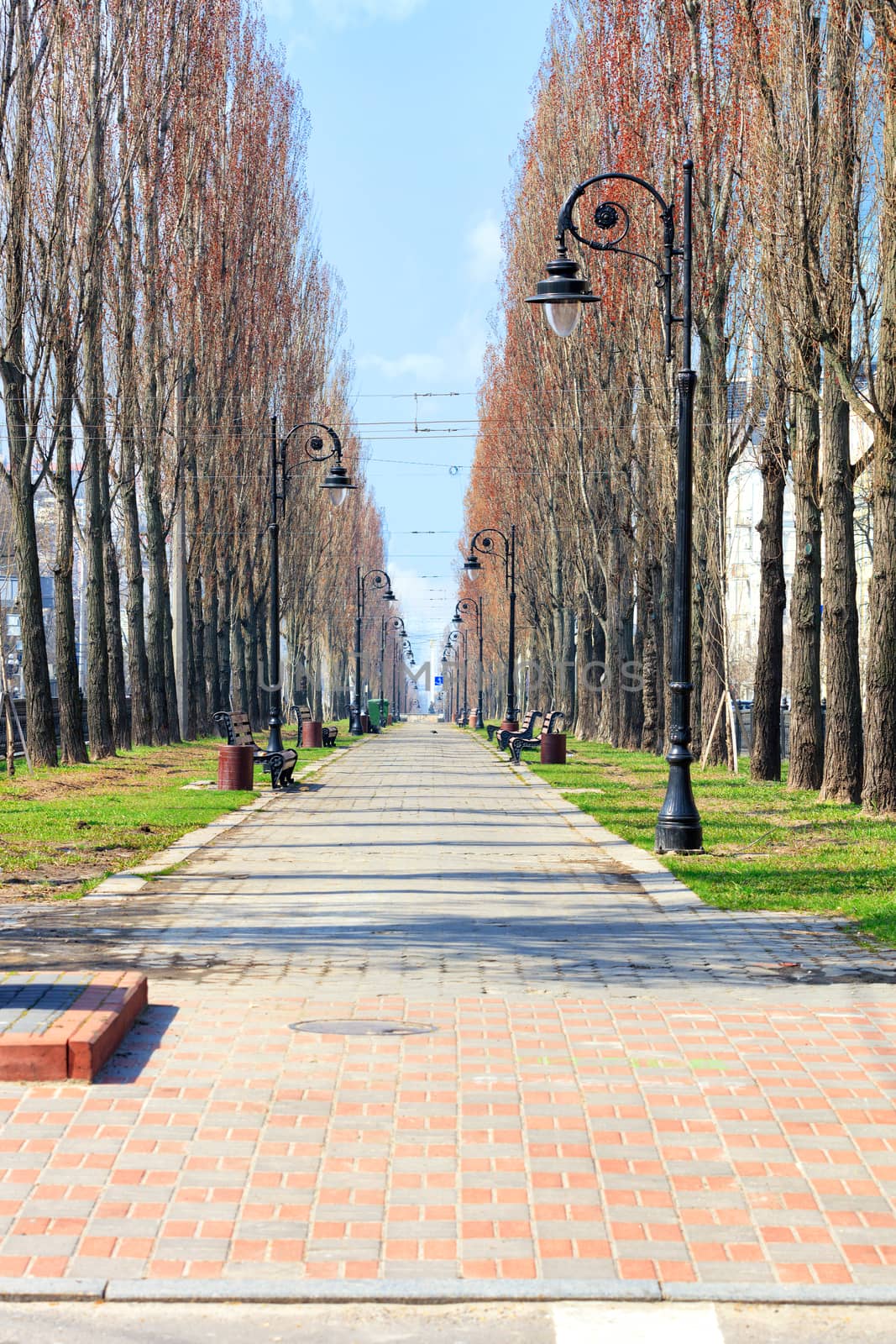 Shevchenko Boulevard in Kyiv goes into the distance, in early spring. Alley of high poplars with vintage street lamps and wooden benches along the path, paved with paving slabs, vertical image.