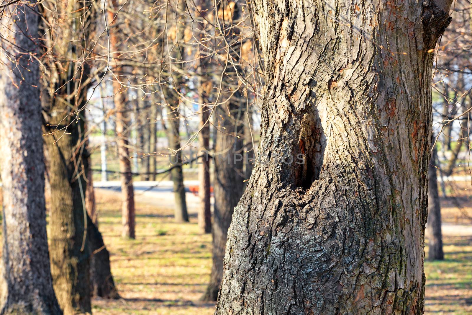 An old hollow in a tall pine as a dwelling for a squirrel against the background of a spring city park in blur.