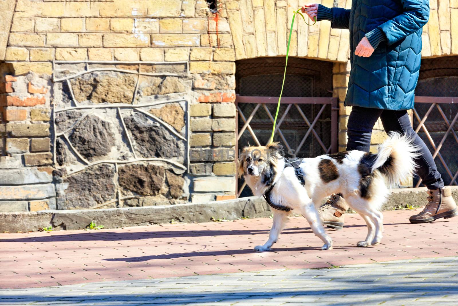 A spotted white husky walks on a leash, accompanied by his mistress, along the paved sidewalk of the old city in bright sunlight, selective focus.