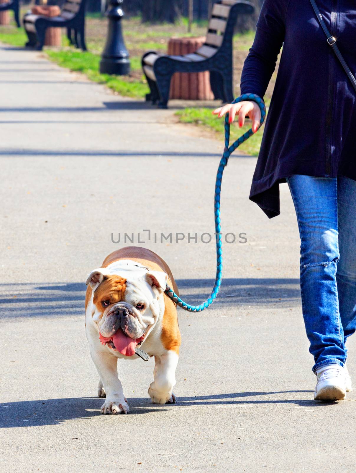 A large English bulldog on a powerful leash walks on a tiled sidewalk. by Sergii