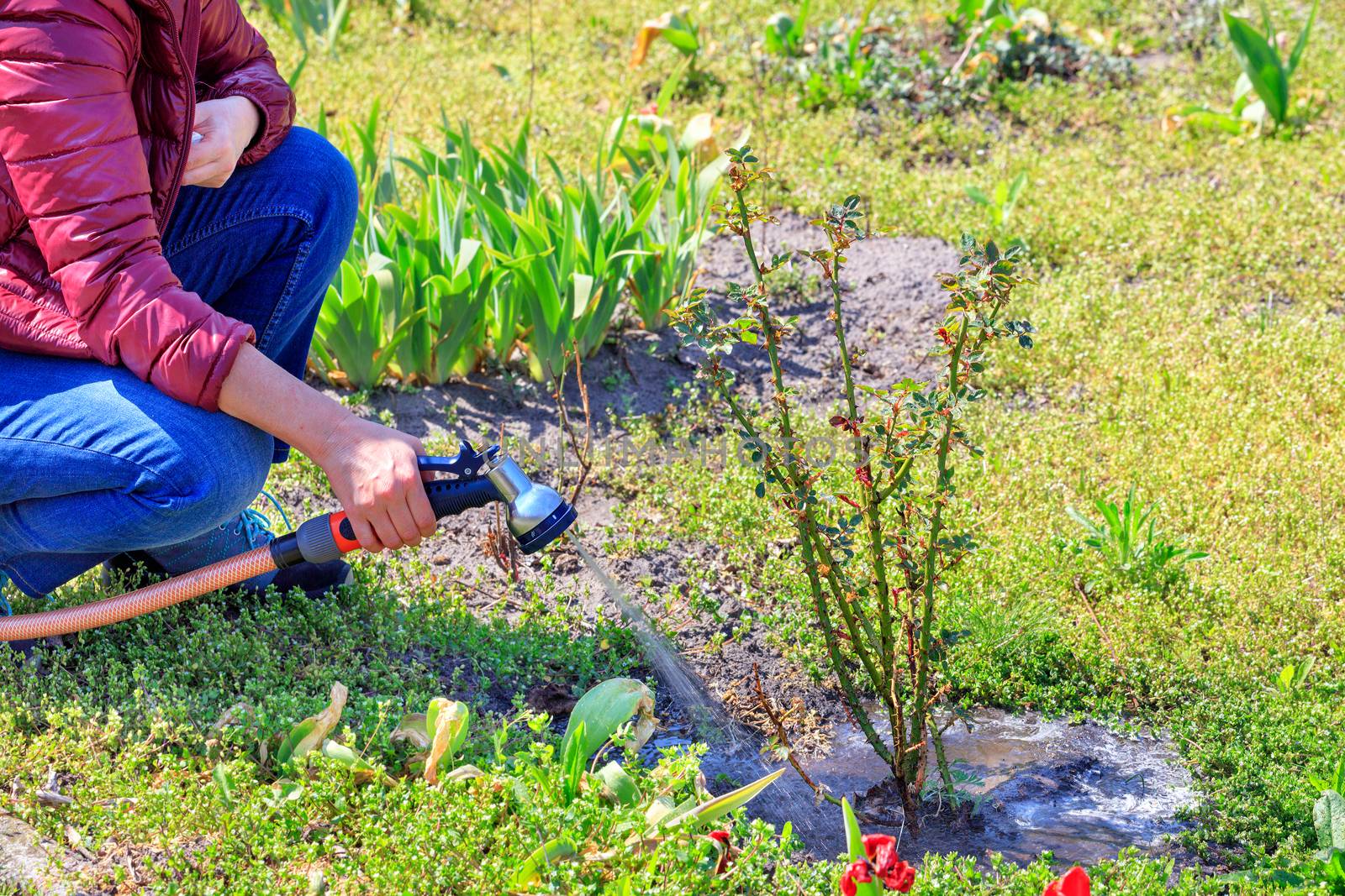 A gardener is watering a rose bush in a spring garden with a water sprinkler. by Sergii