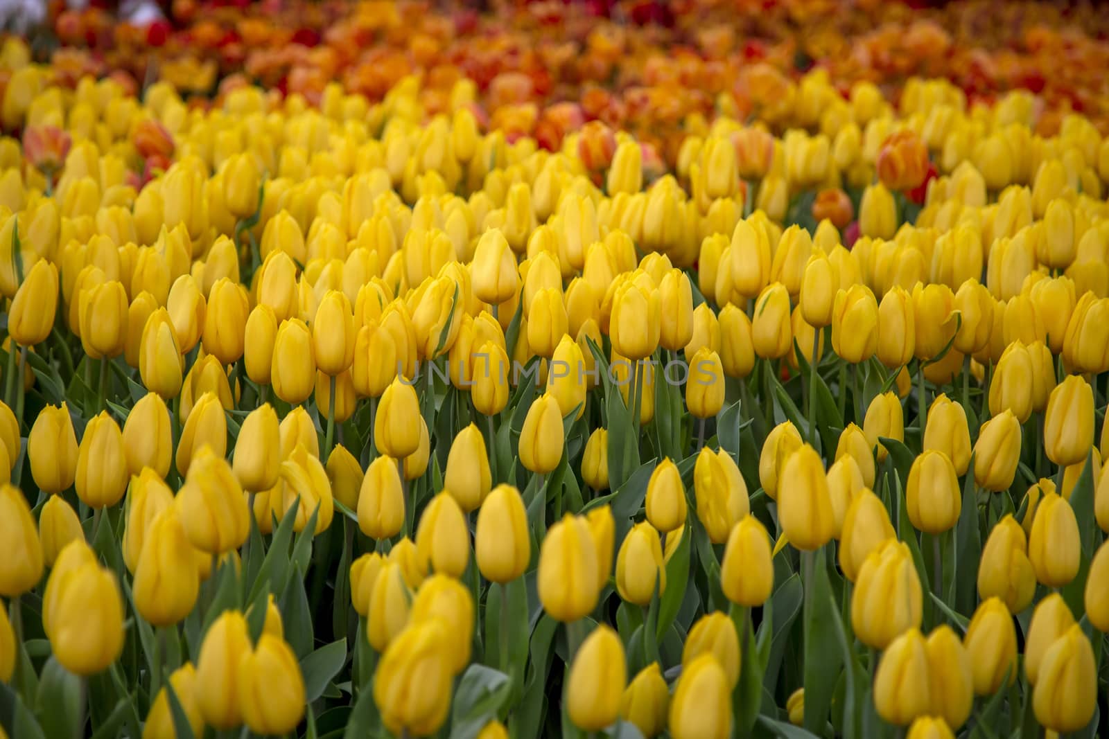 Group of tulip flowrs blooming by liewluck