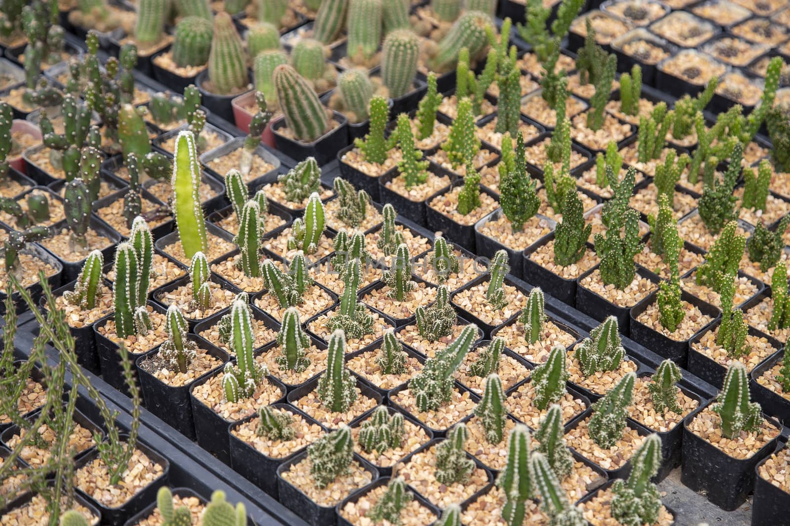 Group of cactus in agriculture trees farm