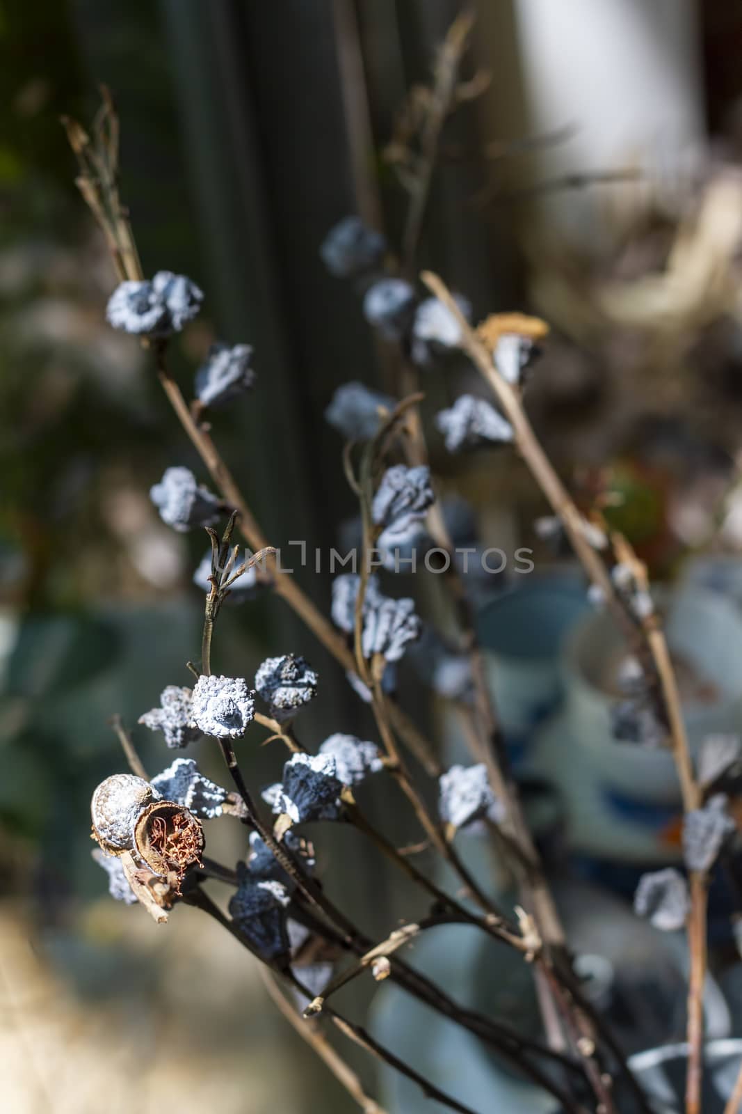 Bouquet of dried flowers with for background