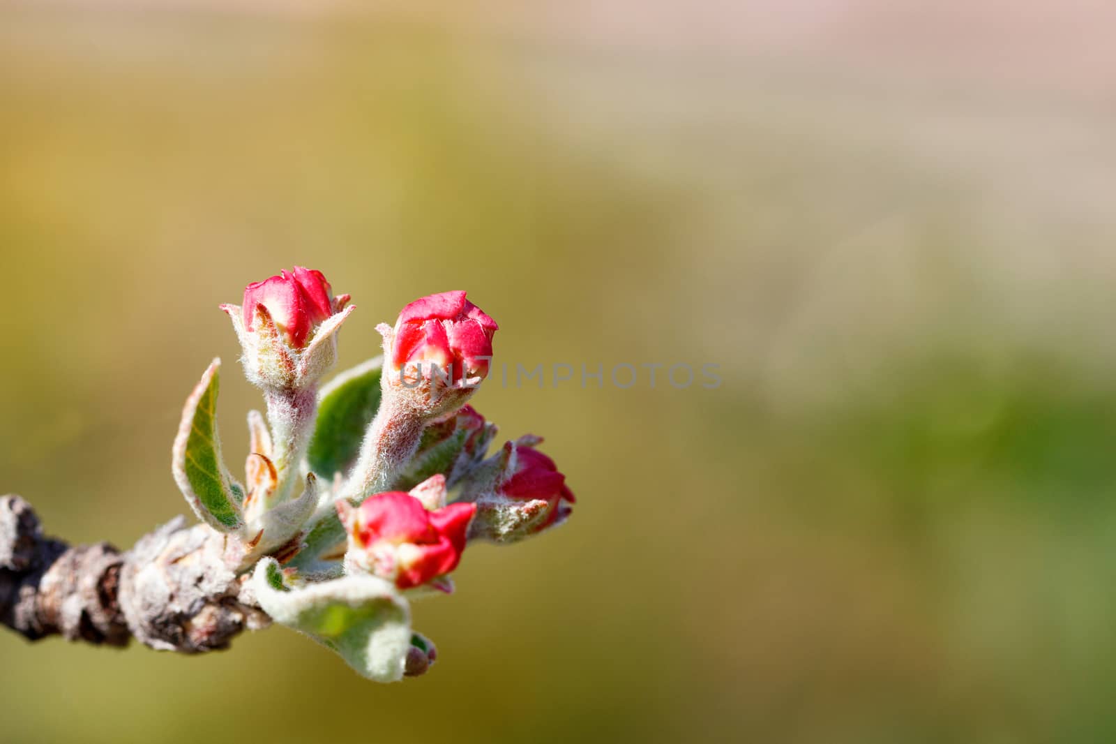 Closeup of an unopened red bud of an apple tree flower with velvet green leaves in spring against the background of sunlight.