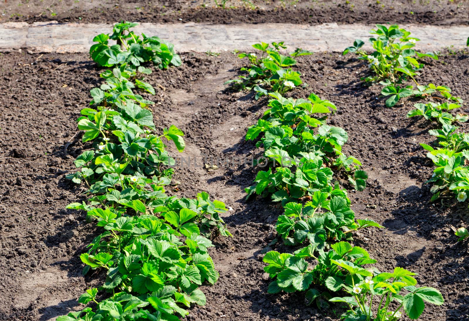 Green strawberry bushes are planted in even rows in the garden on a garden plot on a sunny day.