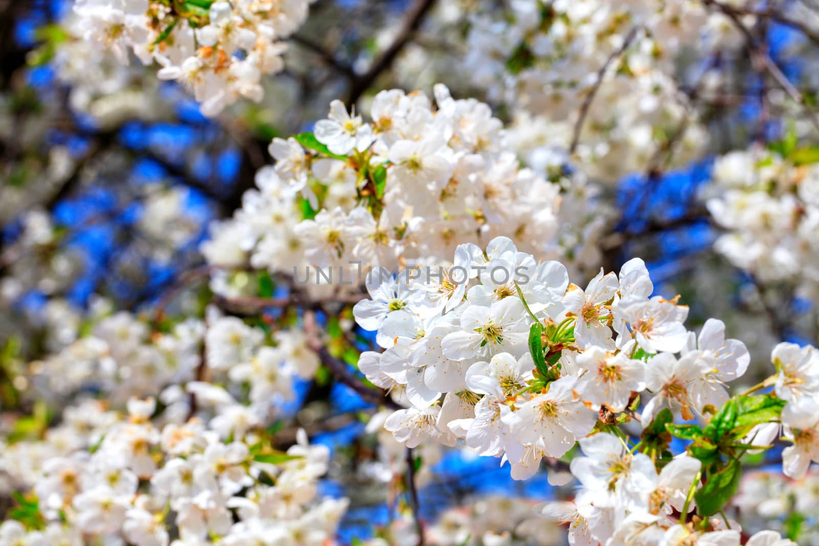 Delicate snow-white petals of an apple tree flower in a spring orchard against a blue sky, selective focus.