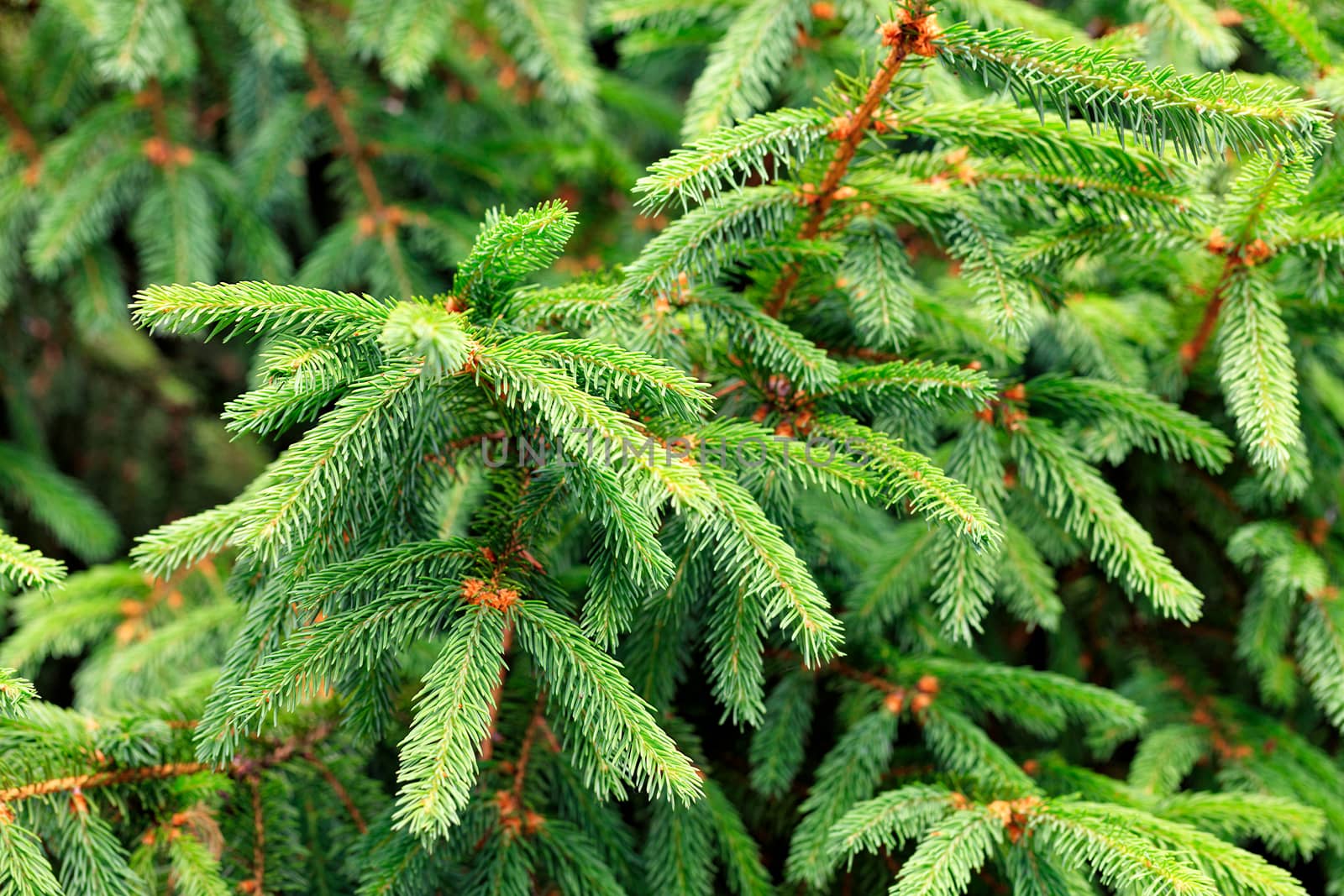 Fresh light green spruce branches in the garden close-up. Nature concept for design. Selective focus. Place for text.
