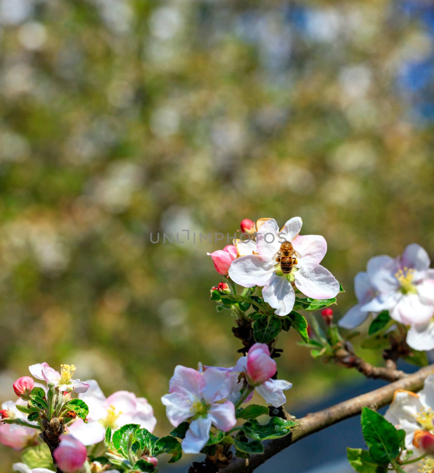 A hardworking bee pollinates a flower of an apple tree and collects nectar and pollen in the sun against a background of a blossoming spring garden in blur, closeup.