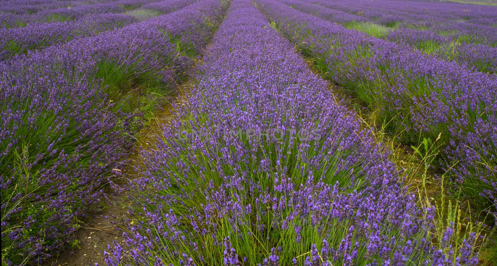 Lavender Fields