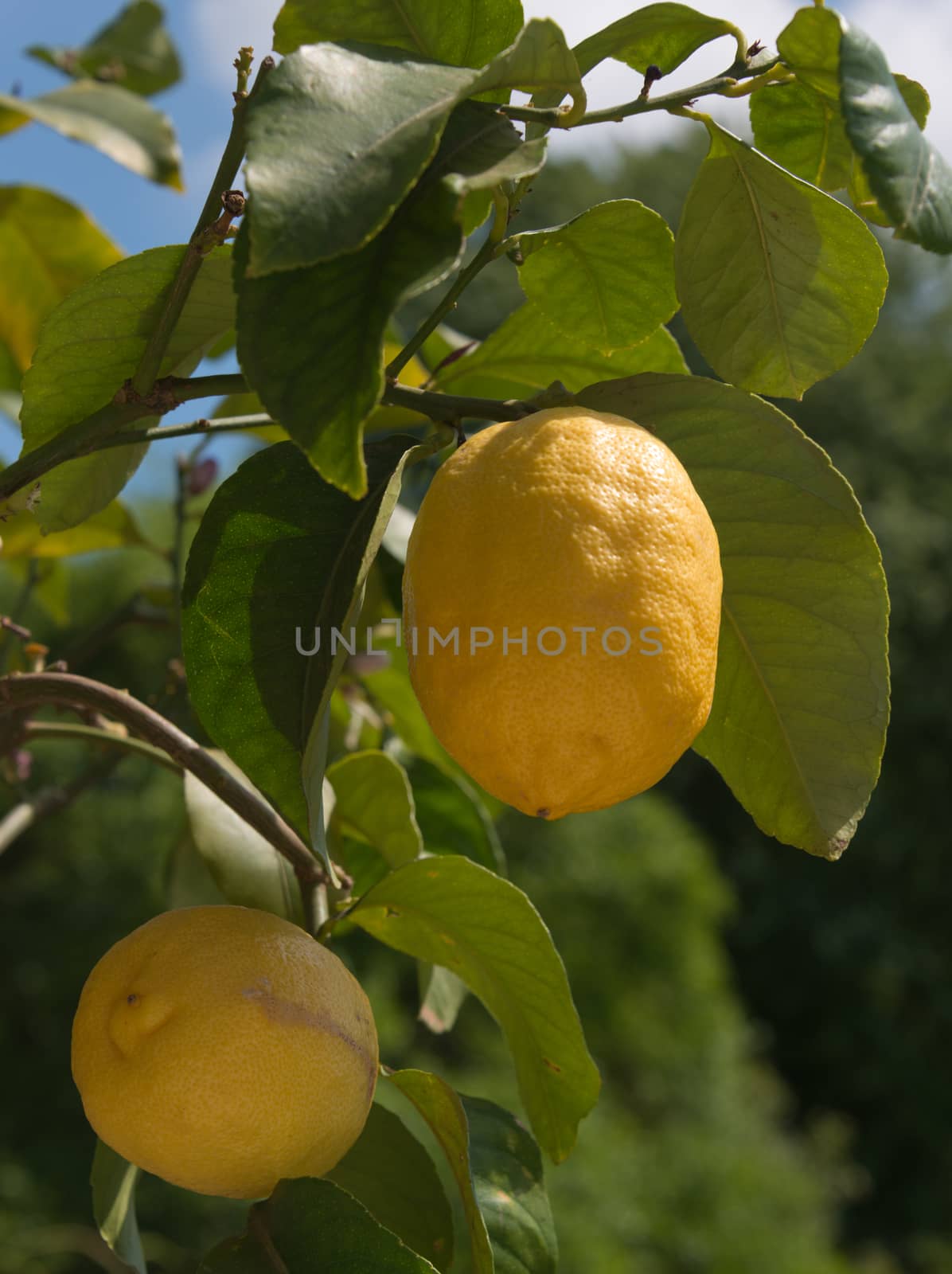 Lemons on a Lemon tree