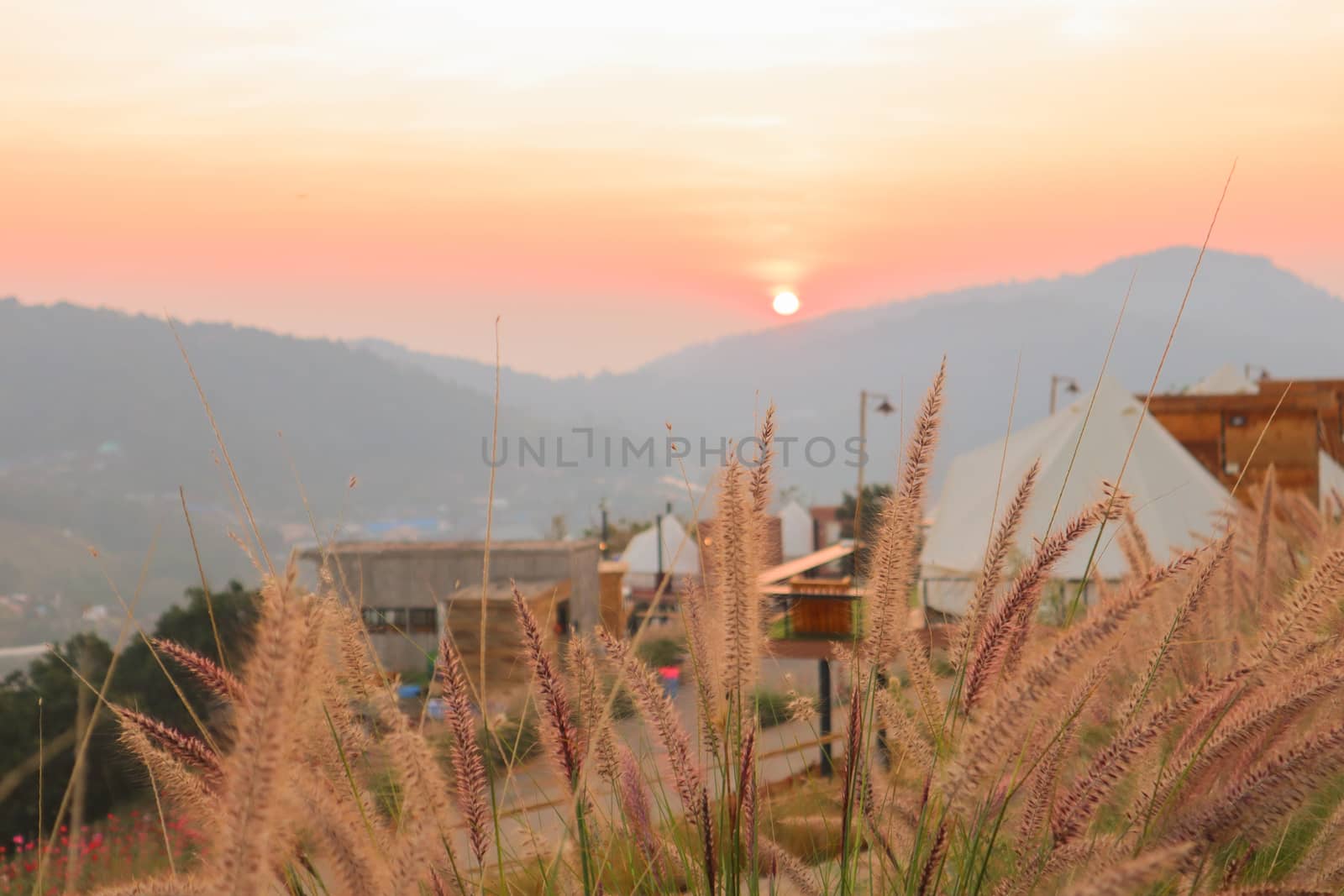 Wild spicas with mountains scenery sunset view as a background