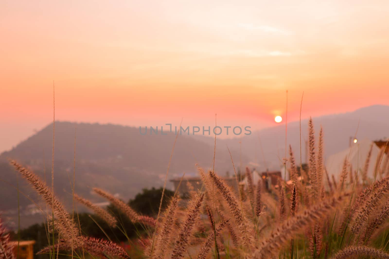 Wild spicas with mountains scenery sunset view as a background