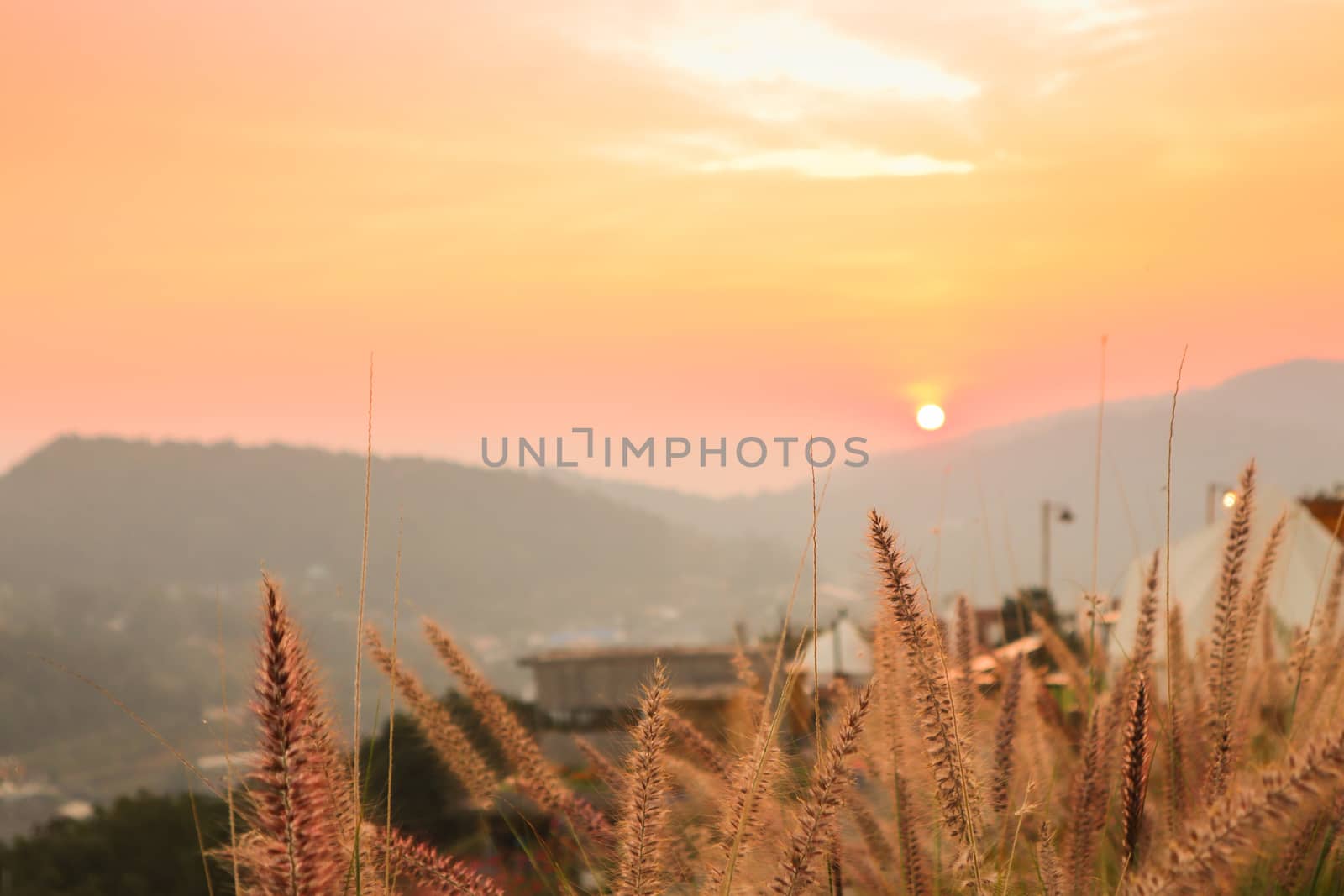 Wild spicas with mountains scenery sunset view as a background