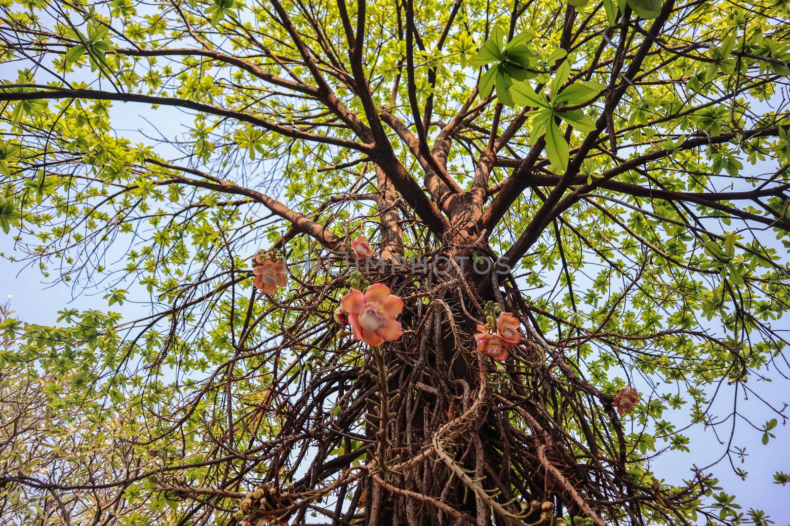 Shorea robusta, the sal tree, is a species of tree in the family Dipterocarpaceae