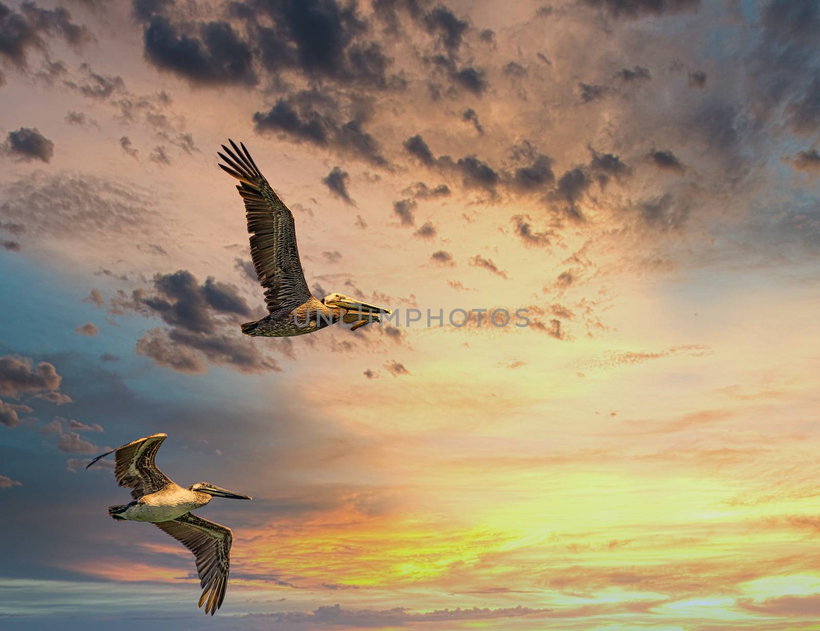 Two Pelicans in Flight at Sunset by dbvirago