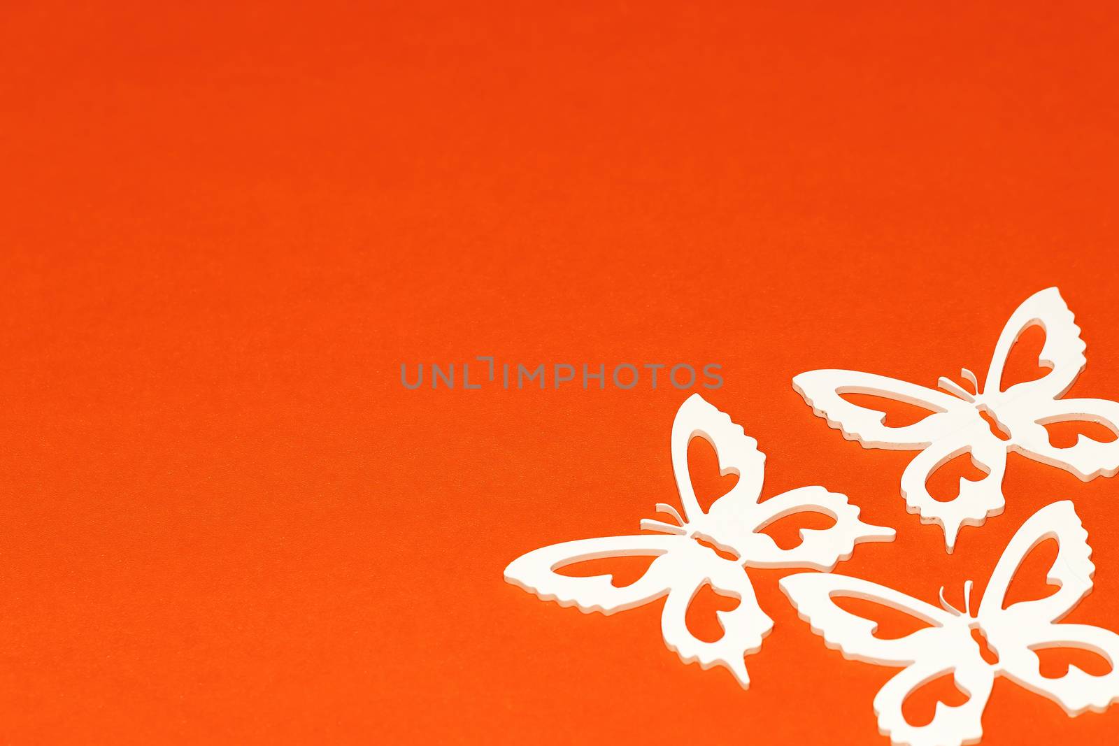 White butterflies on an orange background, a creative minimal concept, copy space. by bonilook