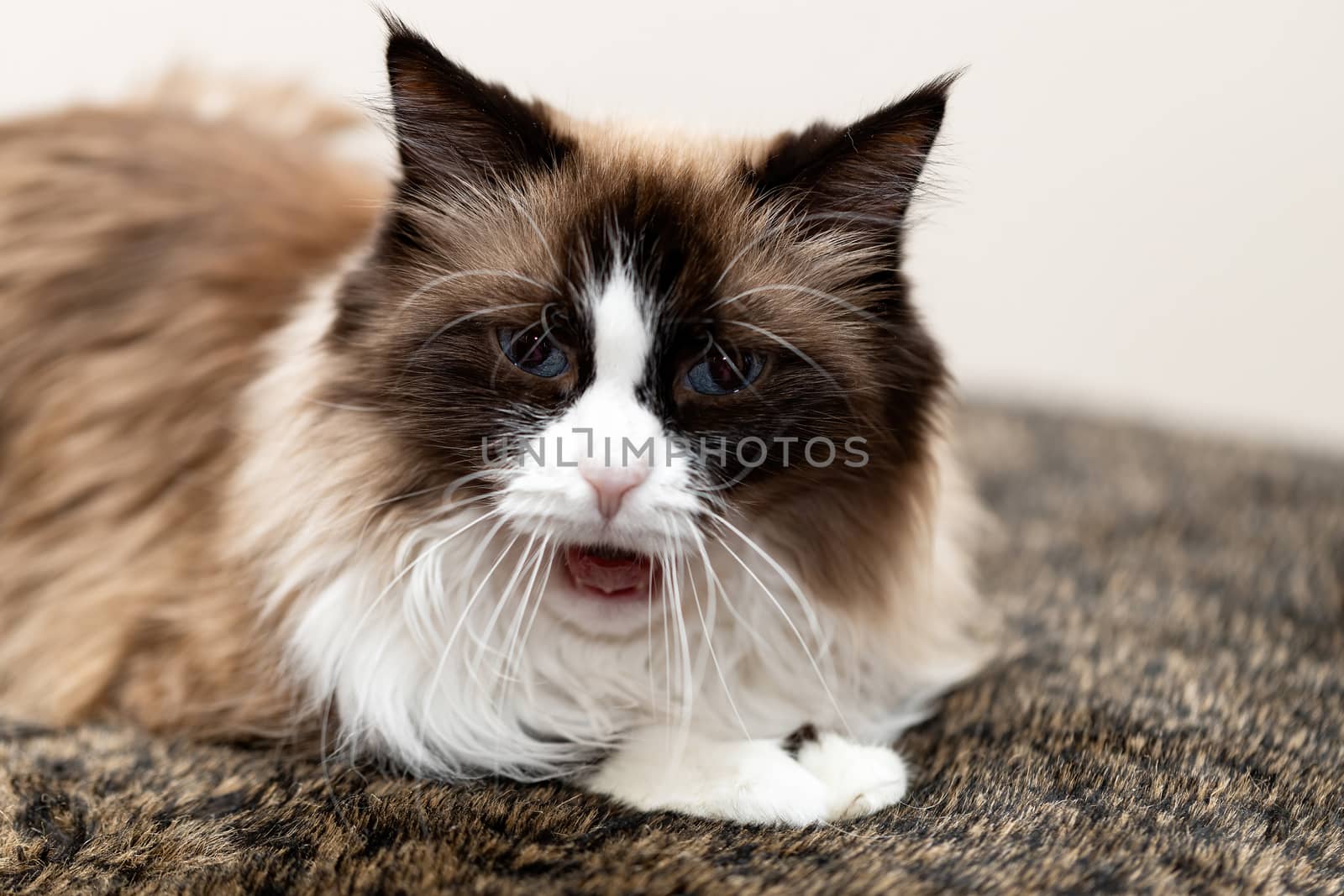 Surprised furry cat on a brown background