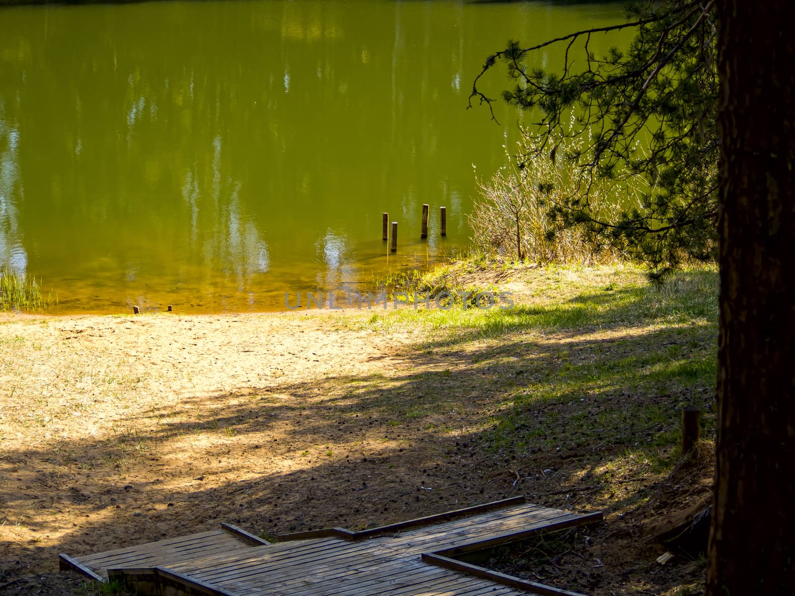 Summer green lake in a forest. vacation concept. copy space