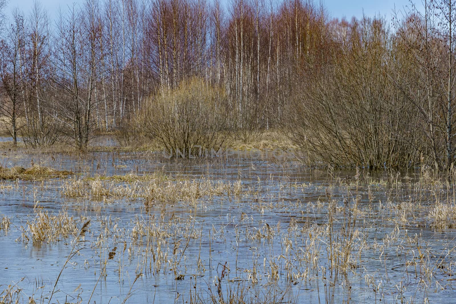field with last year's grass and small trees flooded with water during the spring flood of rivers