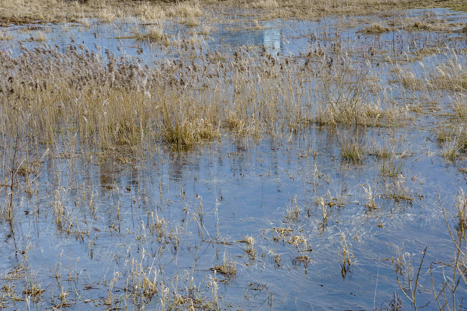 field with last year's grass and small trees flooded with water during the spring flood of rivers
