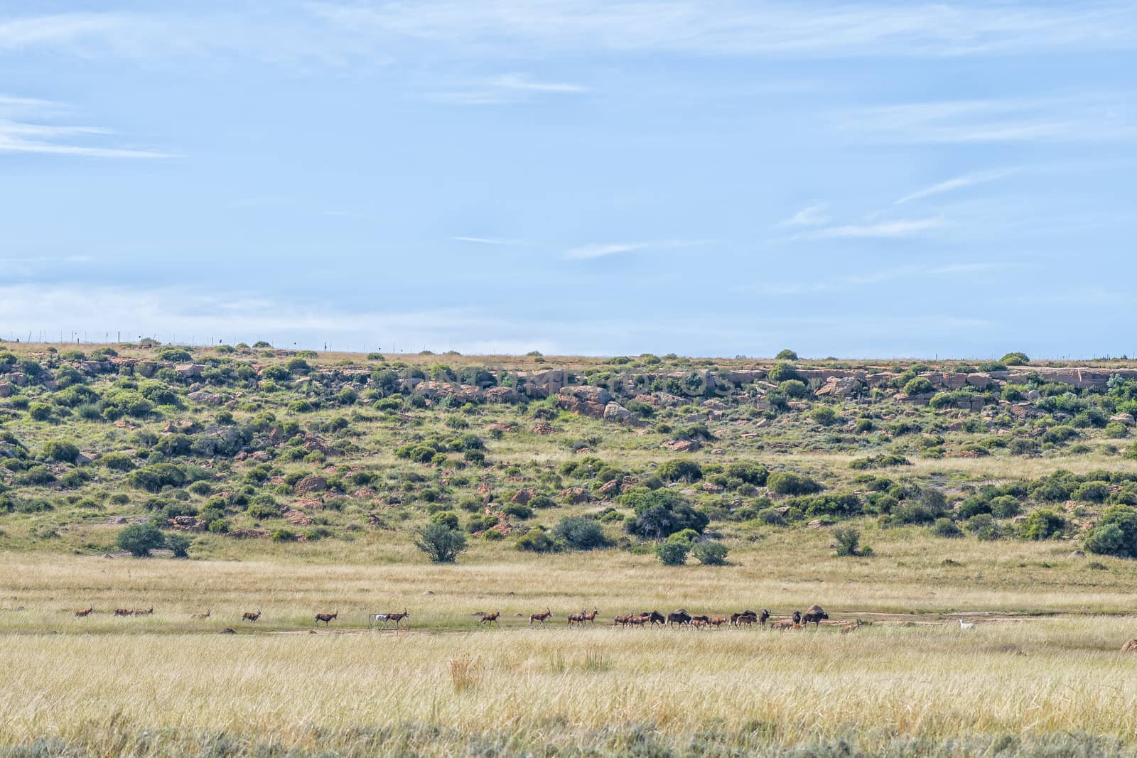 Herds of black wildebeest and red hartebeest on the Eland Hiking Trail at Eingedi near Ladybrand. White hartebeest are visible