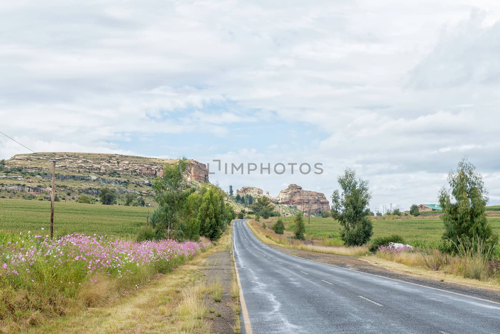Cosmos flowers next to road R26 between Fouriesburg and Ficksbur by dpreezg