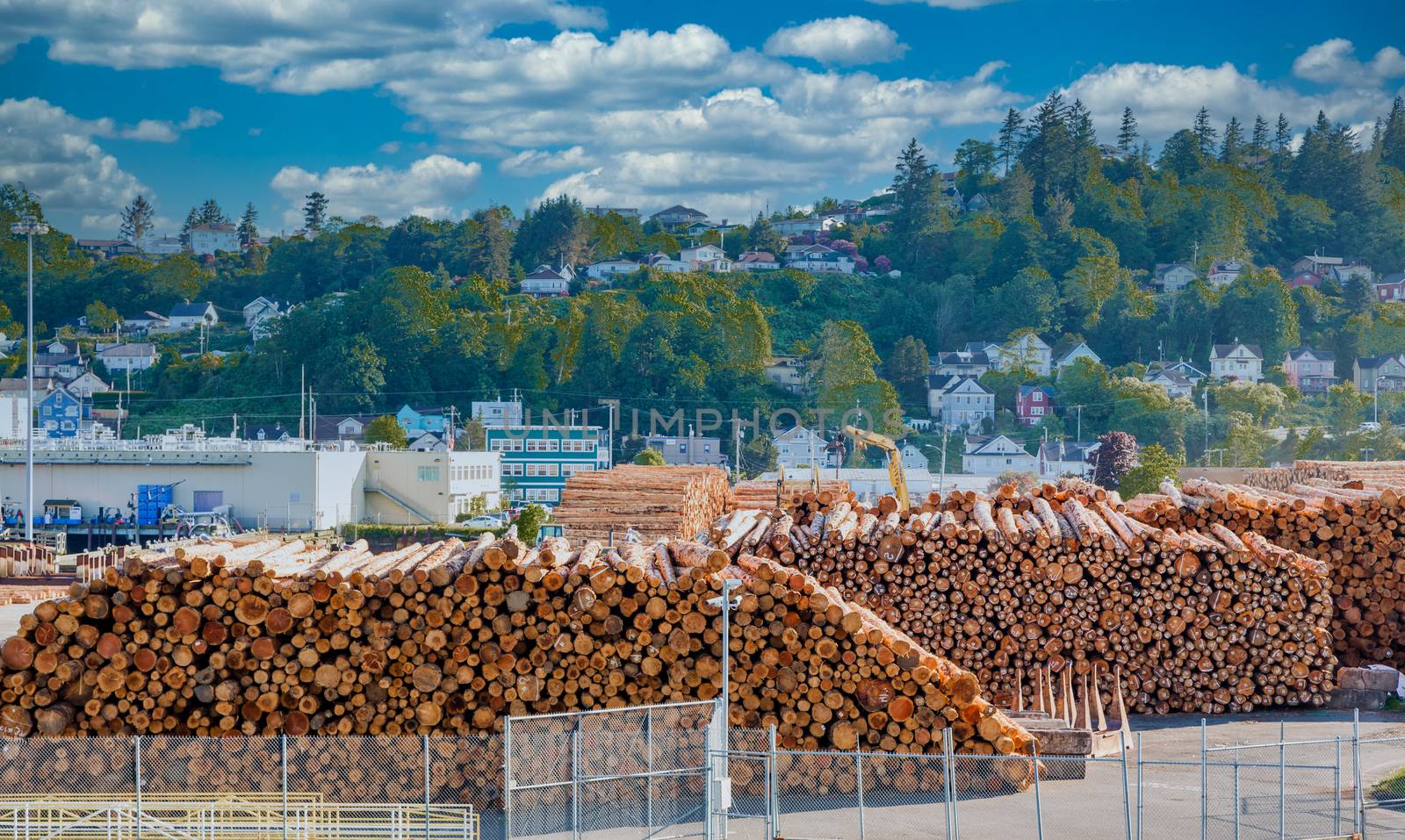 Many trees and logs stacked at a lumber operation on the Oregon coast