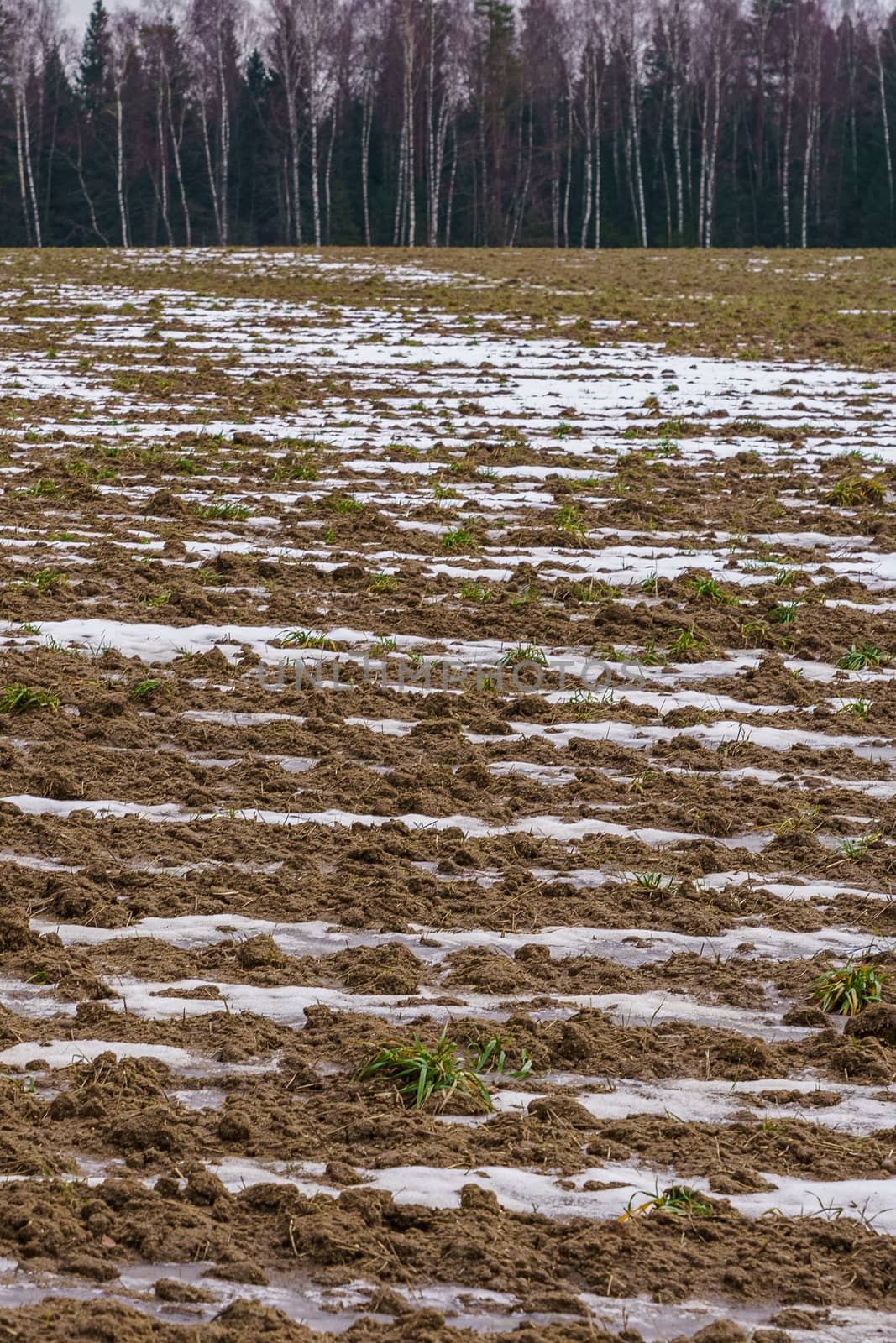 Plowed field against the background of the forest at the beginning of winter by VADIM