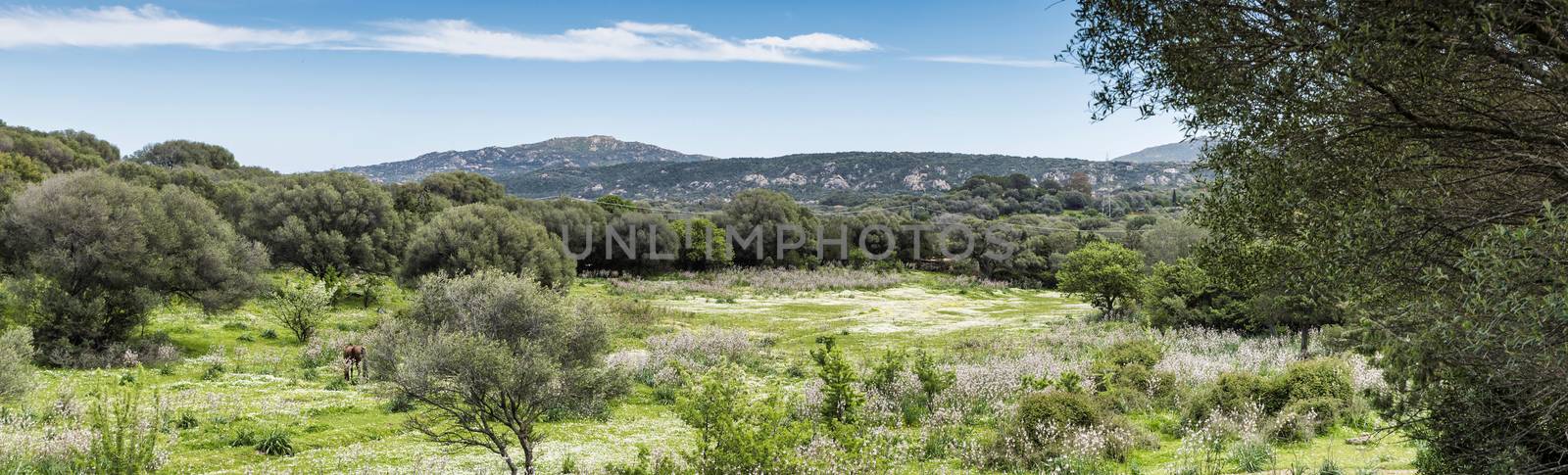 Sardinia landscape with a horse in the field by compuinfoto