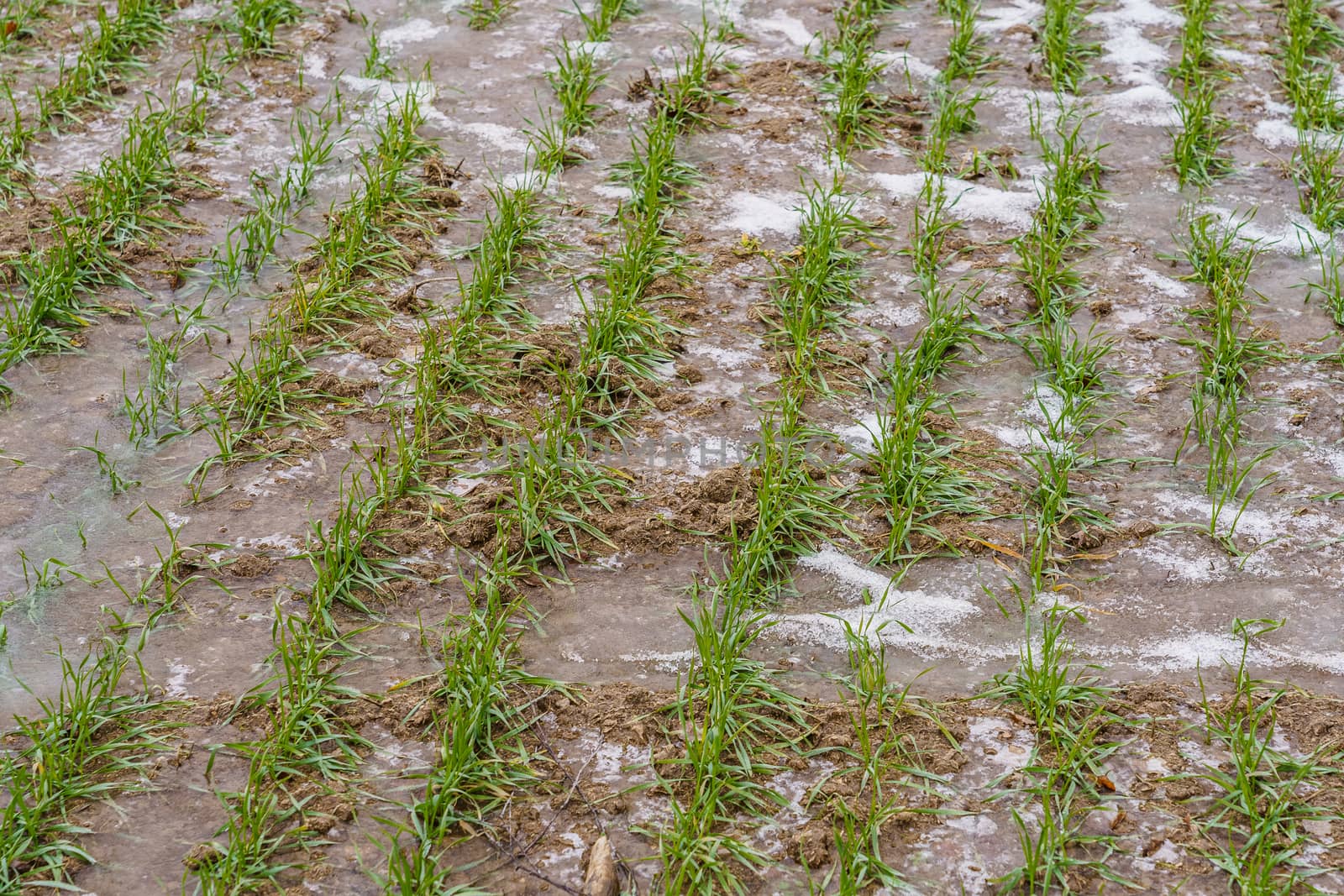 sprouts of winter barley in a field with ice and snow in early winter