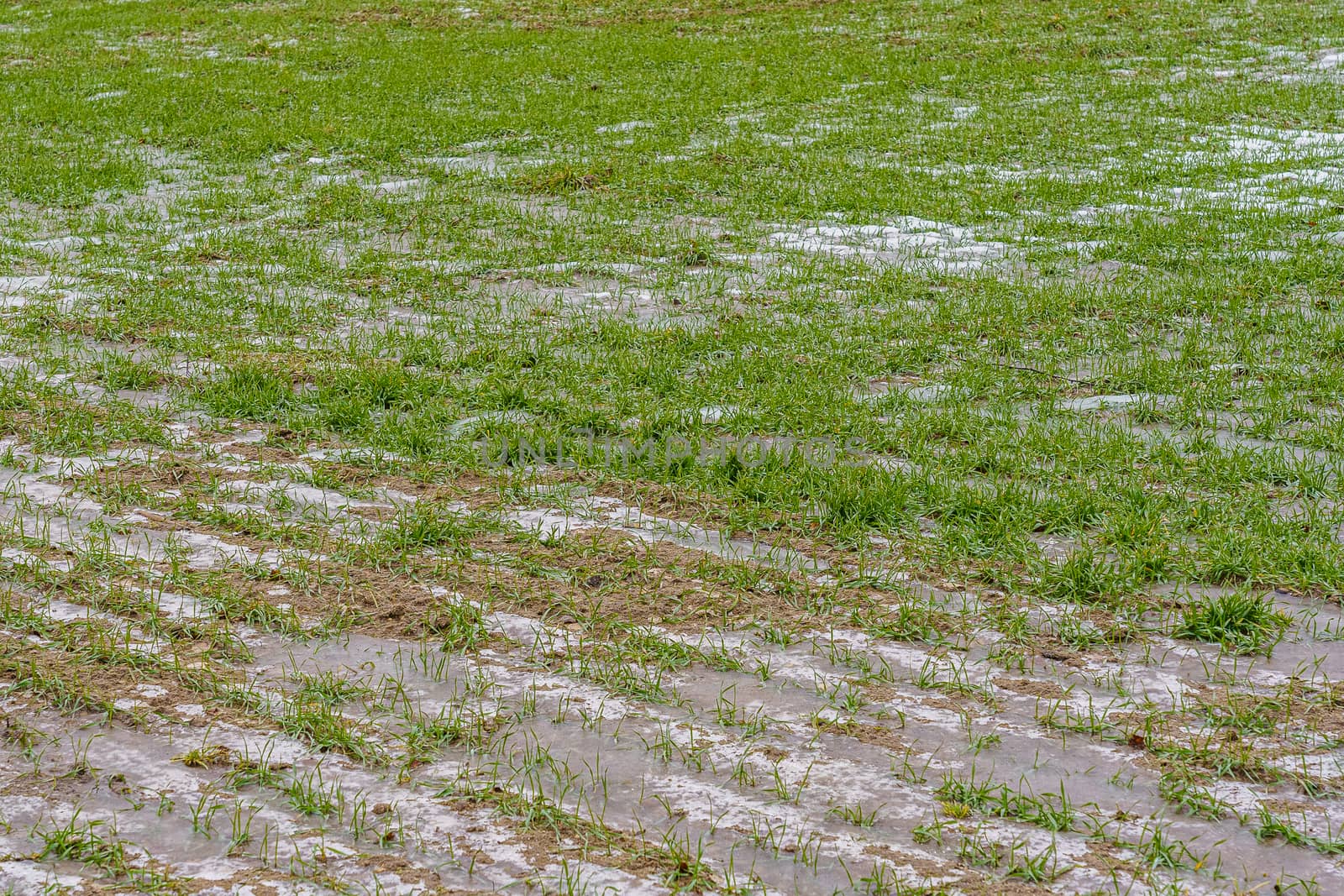 sprouts of winter barley in a field with ice and snow in early winter