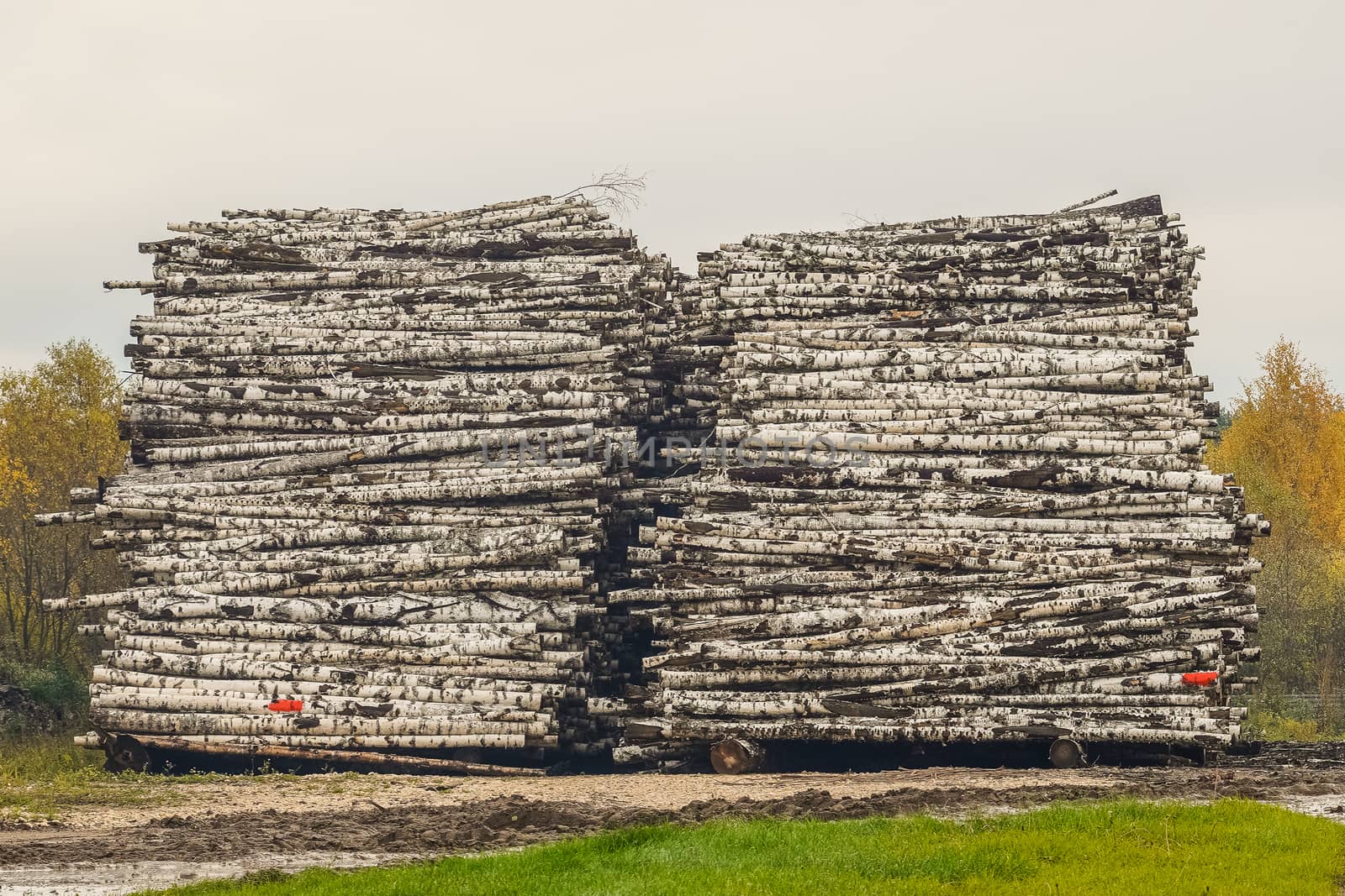 A pile of logs. Stack. Logs prepared for processing at a sawmill.