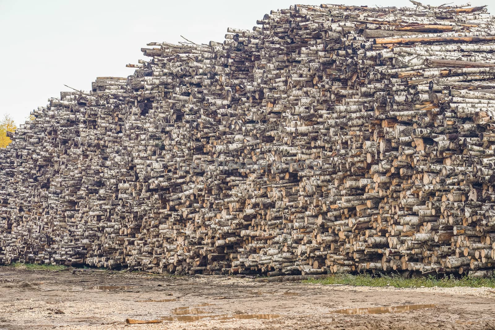 A pile of logs. Stack. Logs prepared for processing at a sawmill.