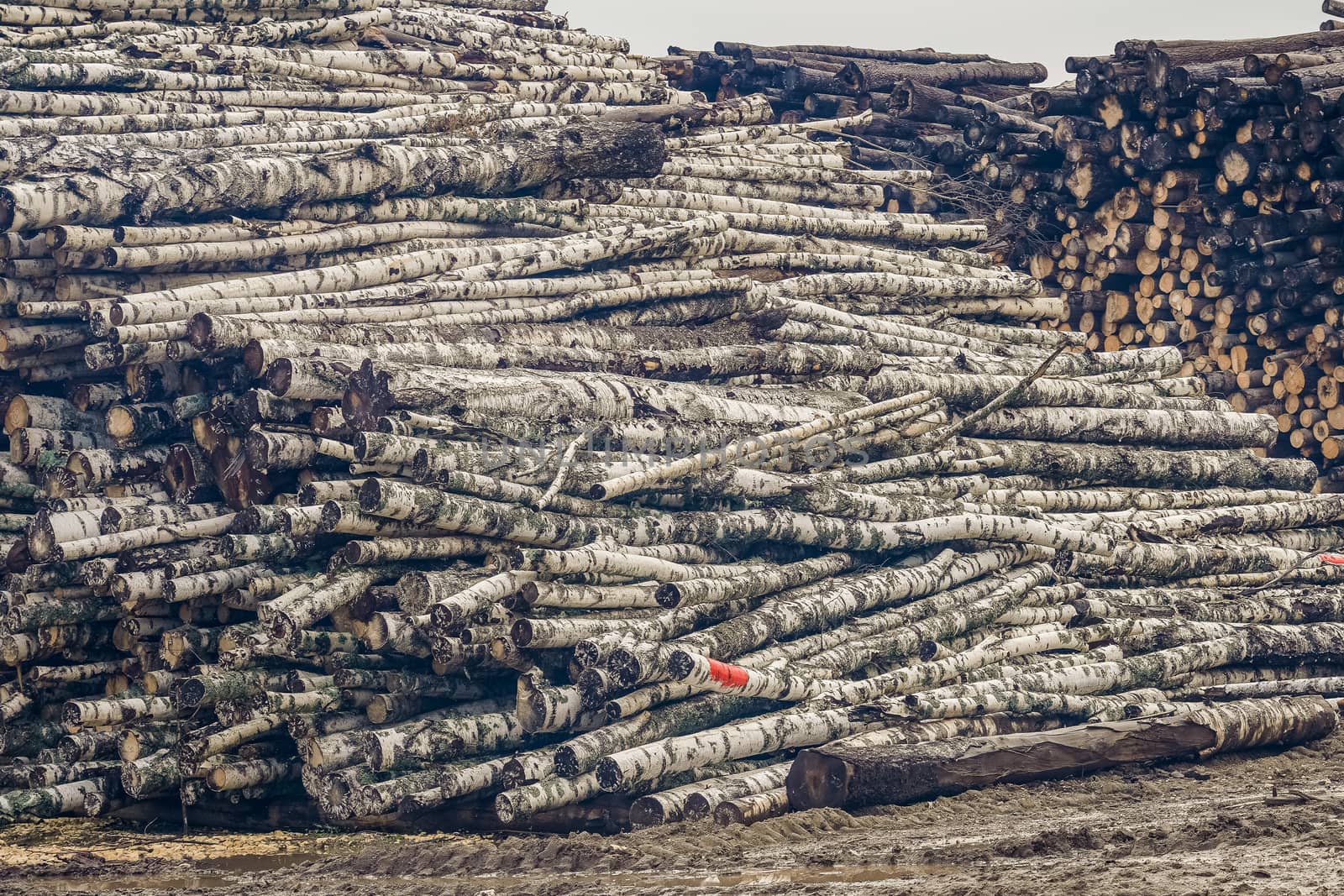 A pile of logs. Stack. Logs prepared for processing at a sawmill.