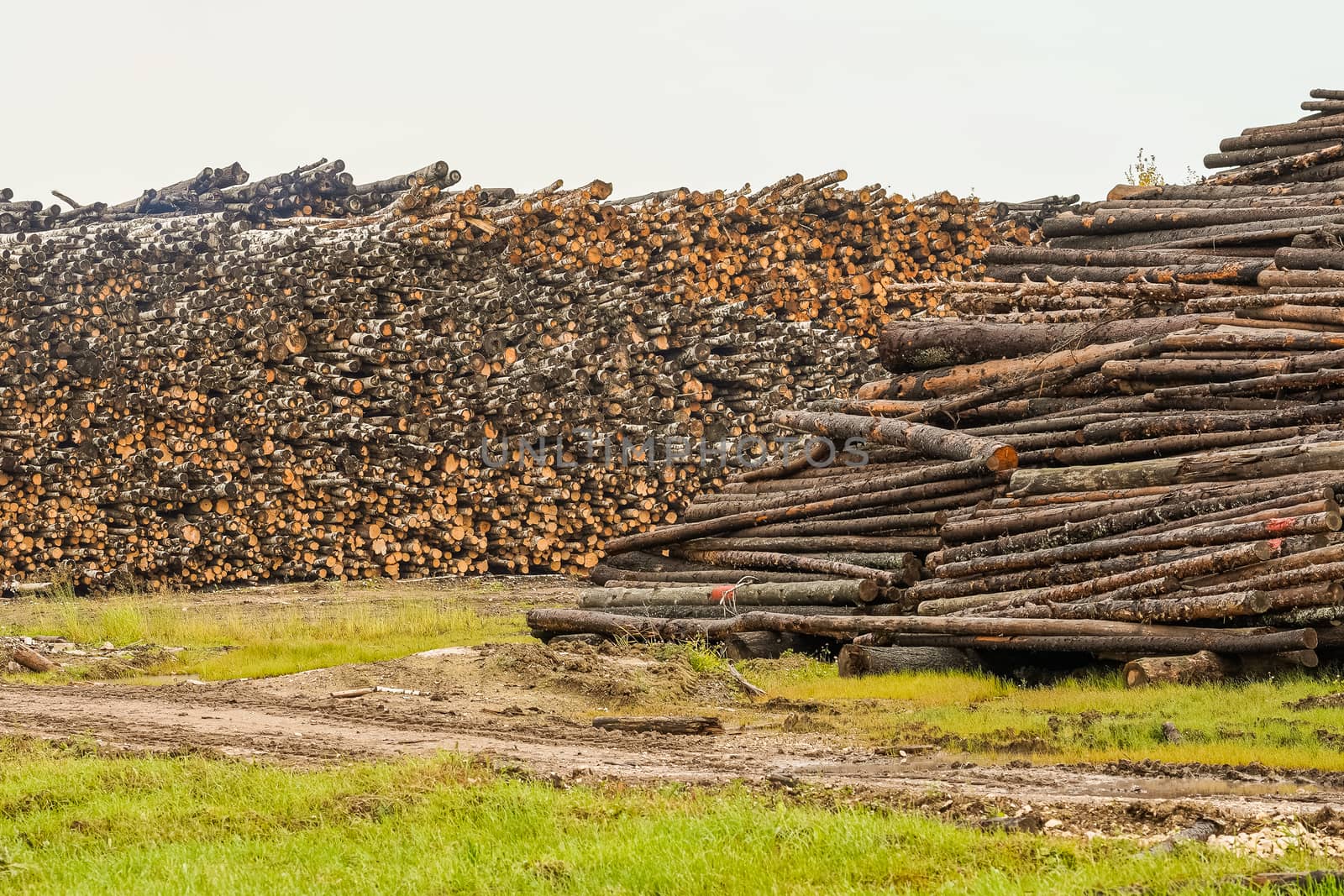 A pile of logs. Stack. Logs prepared for processing at a sawmill.