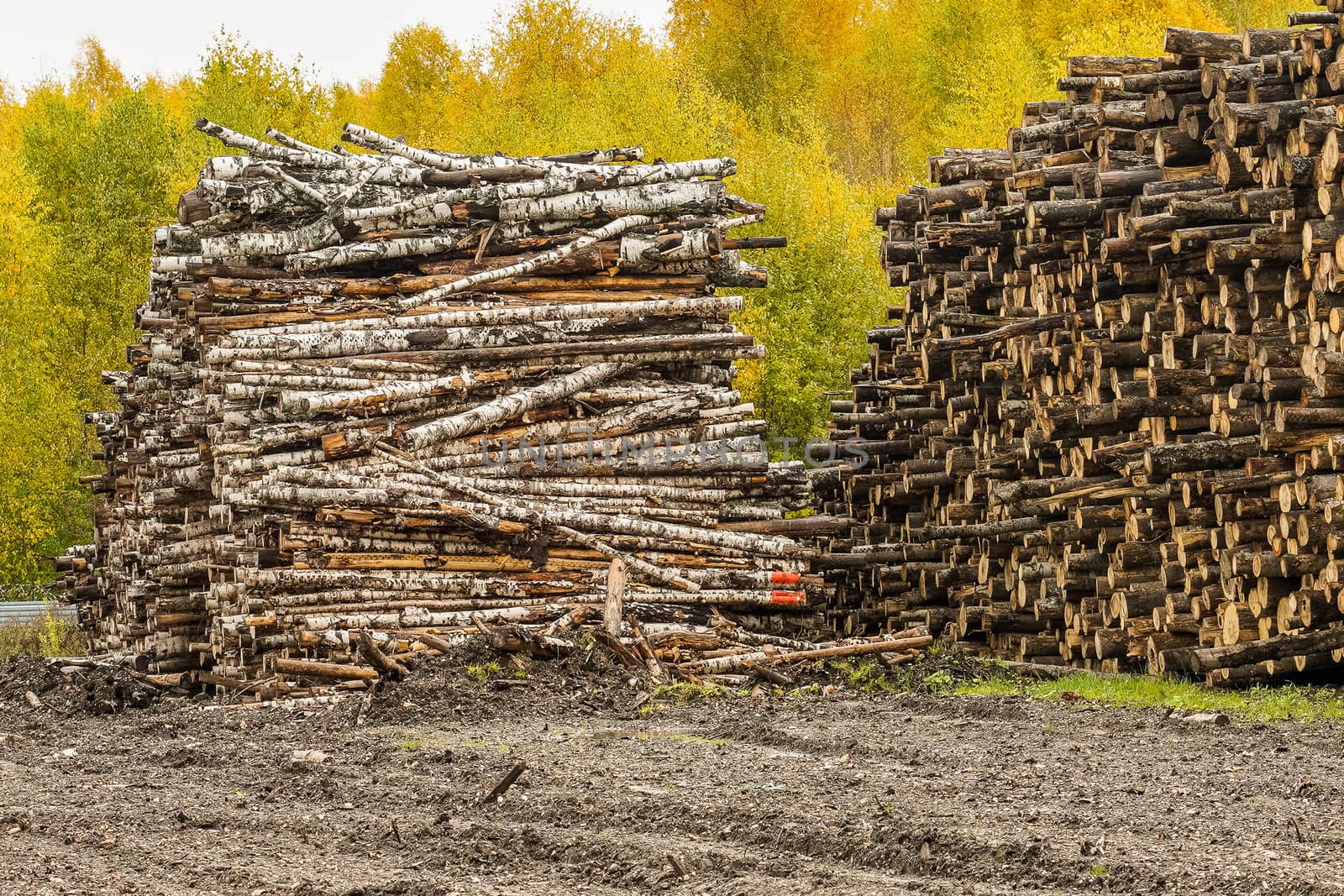 A pile of logs. Stack. Logs prepared for processing at a sawmill.