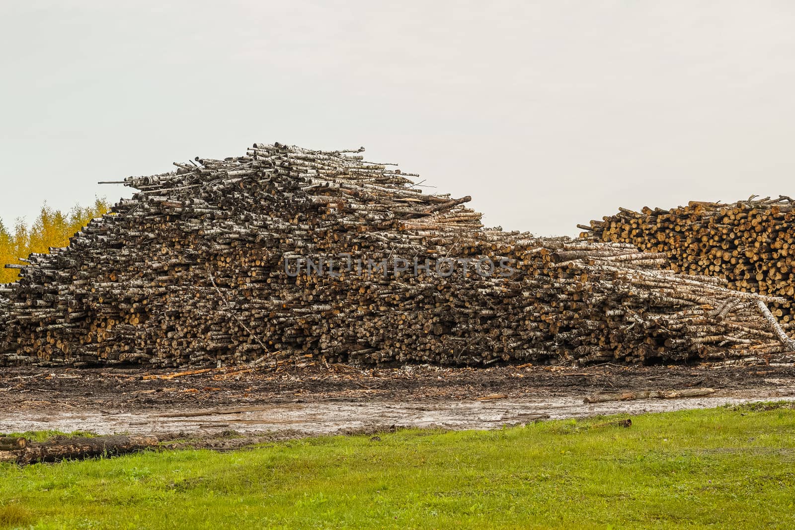 A pile of logs. Stack. Logs prepared for processing at a sawmill.