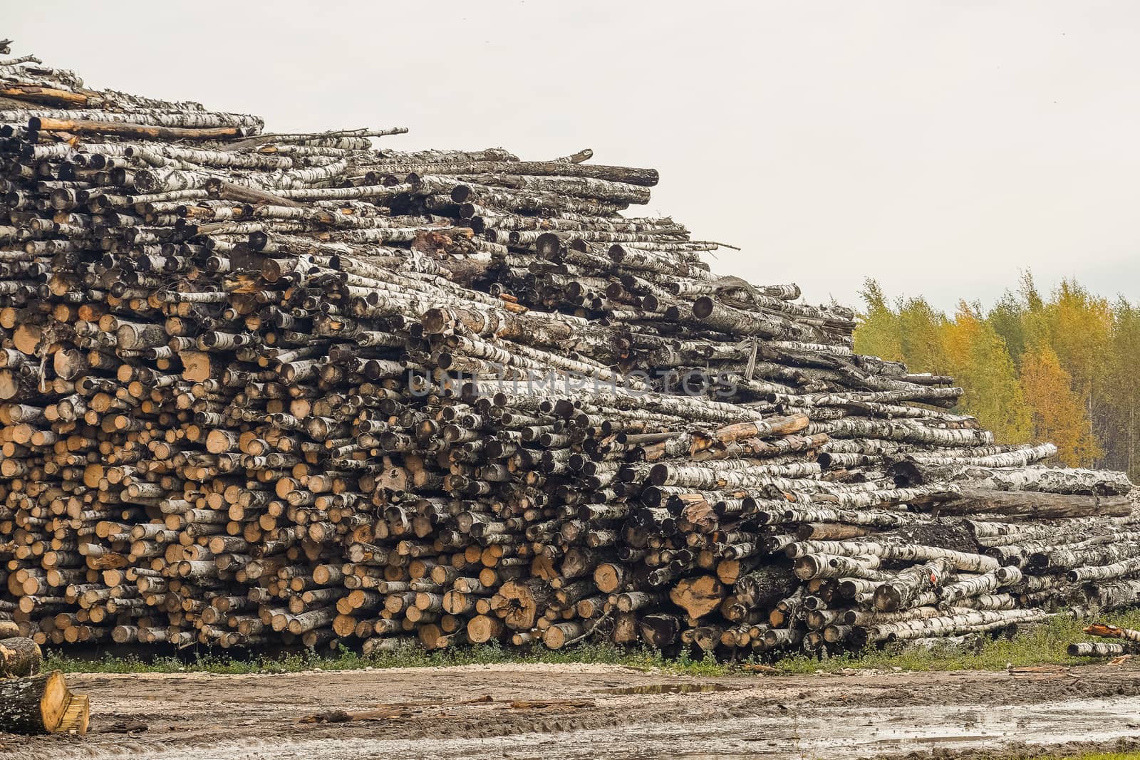 A pile of logs. Stack. Logs prepared for processing at a sawmill.