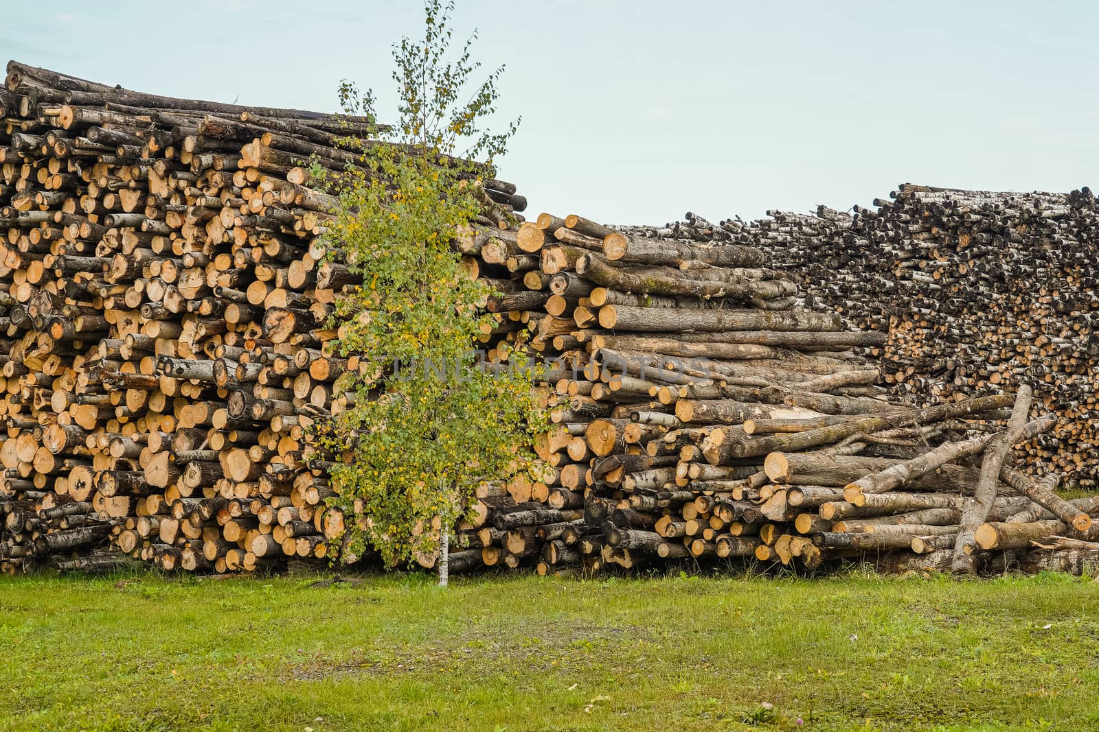 A pile of logs. Stack. Logs prepared for processing at a sawmill.