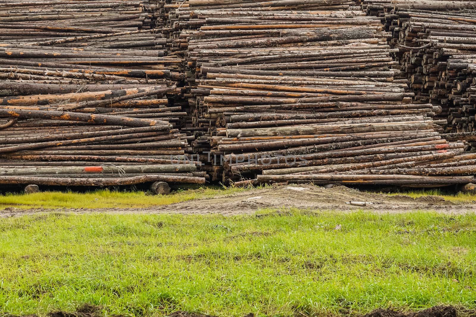 A pile of logs. Stack. Logs prepared for processing at a sawmill.