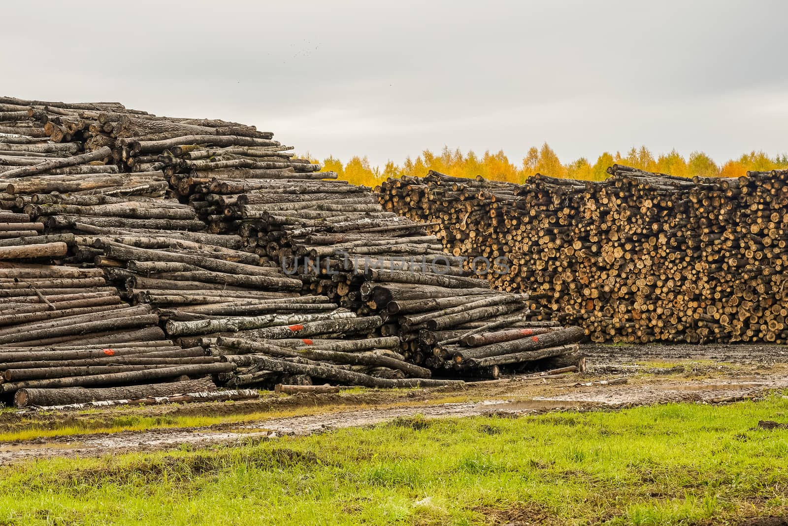 A pile of logs. Stack. Logs prepared for processing at a sawmill.