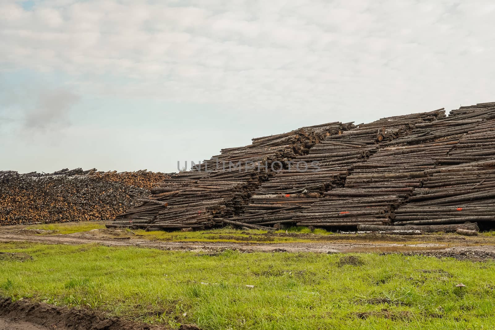 A pile of logs. Stack. Logs prepared for processing at a sawmill.